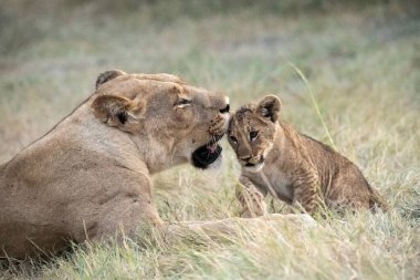 Güney Afrika 'daki Kruger Ulusal Parkı' nda dişi aslan ve yavrusu çalılıklarda oynuyor.