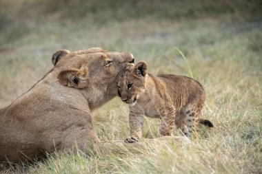Aslan yavrusu ve yavrusu çimlerde, Kruger Ulusal Parkı Güney Afrika