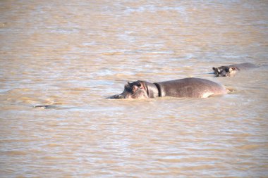 Nehirde yüzen bir grup yabani patates.