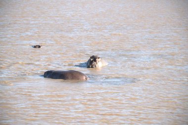 Vahşi bir köpekle Afrika nehri