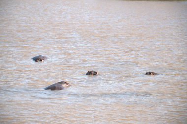 Gölde bir ördek sürüsü