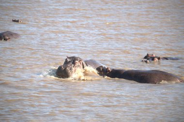 Sudaki Afrika filleri