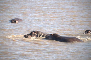 Suda bir Afrika fili sürüsü