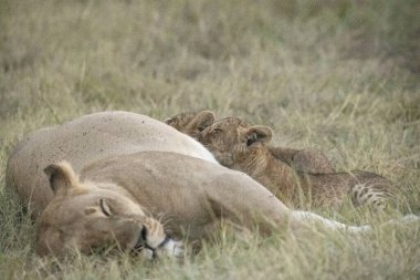 Savannah 'da aslan ailesi