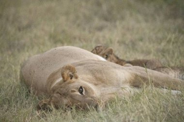 lion cub lying in the ground in the grass.