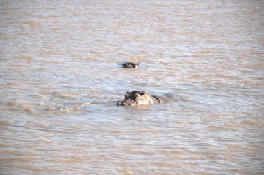 a closeup of a black elephant in the water