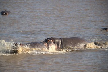 Afrika savana vahşi filler