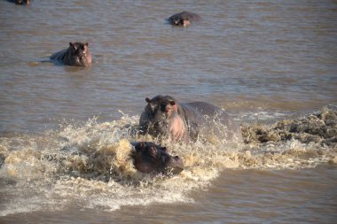 Sudaki su aygırları