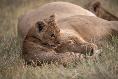 lion cubs playing in the savannah in africa
