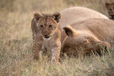 Aslan yavrusu.