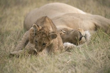 a female lion cubs playing with a baby