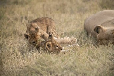 a mother and lion cubs laying together on grass