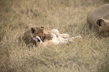 Anne ile aslan yavrusu