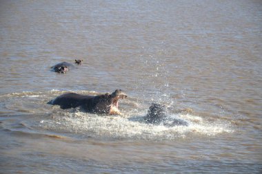 a group of elephants playing in the water