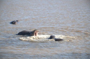 a group of wild ducks on the lake