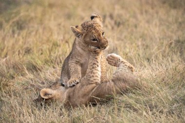 a lion cub playing with its mother in the grass