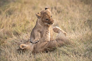 a lion cub playing with mother in the grass