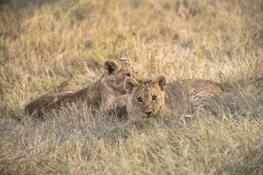 Kenya, Savannah 'da aslan ailesi.
