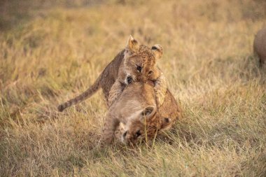 Afrika, Kenya savanındaki aslanlar