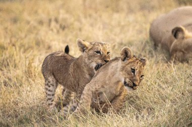wild lion cubs playing in the grass in the savannah