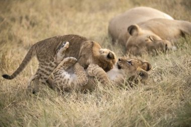 lion cub playing in grass in the grass
