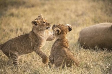 Aslan yavrusu çimlerde