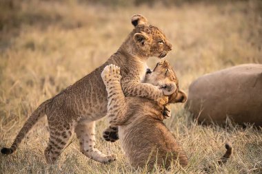 Kenya Afrika 'da vahşi doğada iki aslan yavrusu