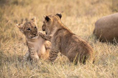 a pair of young lions in the grass