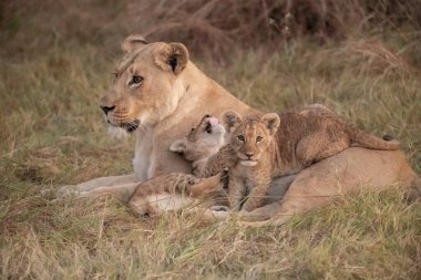 mother and lion cubs playing