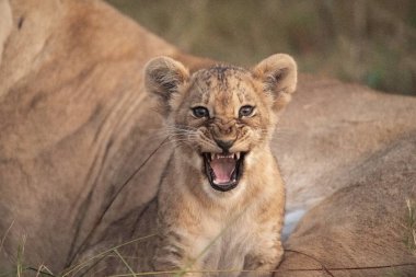 lion cub laying on dry leaves