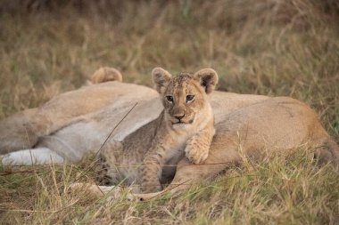 lion lying on the ground in the kruger park, south africa