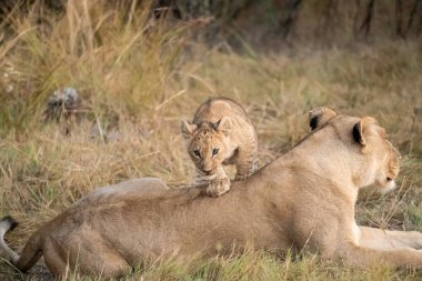 lioness cub playing with mother on a grass