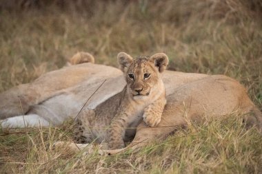 lion cub lying down in the grass