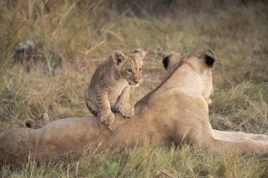 lion cub with mother on grass