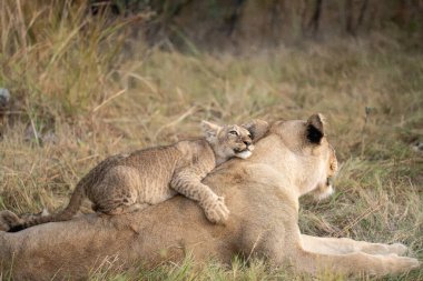 Anne ile oynarken aslan yavrusu
