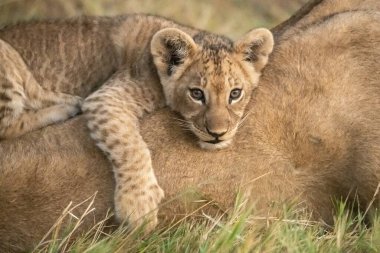 cheetah cub laying on the ground