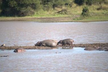 Bufalonun yakın plan fotoğrafı.
