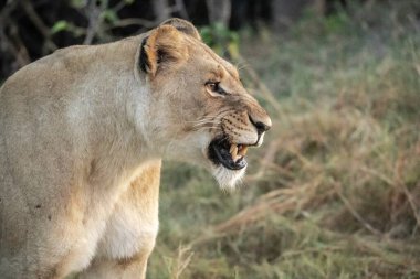 Kruger Park 'taki aslan yavrusu.