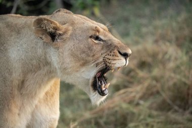 Kenya savanındaki aslan