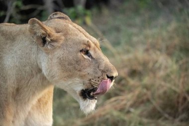 Kenya savanındaki aslan