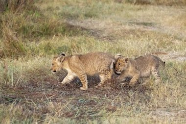 lion cub playing in dry grass in kruger national park, south africa