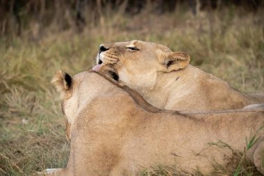 Kenya savanındaki aslanlar