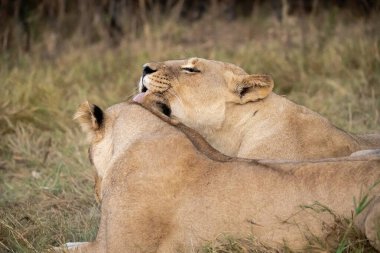 Aslan erkek ve dişi aslan.
