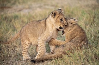 two cubs of lions in the savannah