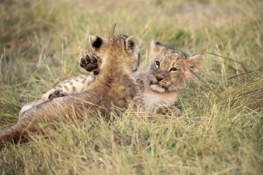 cheetah cub cub laying on ground