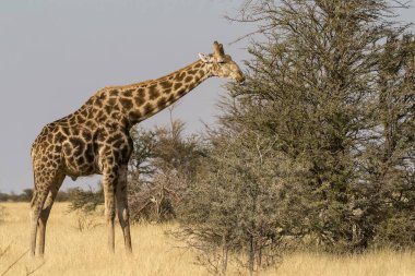 Kenya Ulusal Parkı, Afrika 'da Zürafa