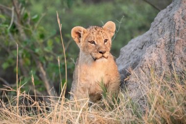 Aslan yavrusu doğada
