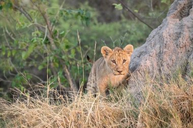 lion cub lying in tree in kruger park, south africa.