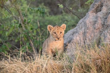 lion cub sitting at a bush in the kruger national park, south africa.