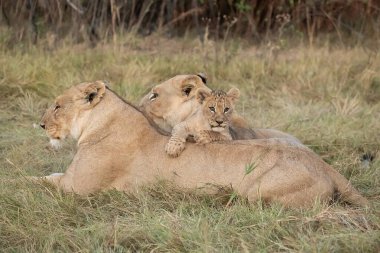 lion cub lying in mother 's grass in the kruger national park, south africa.